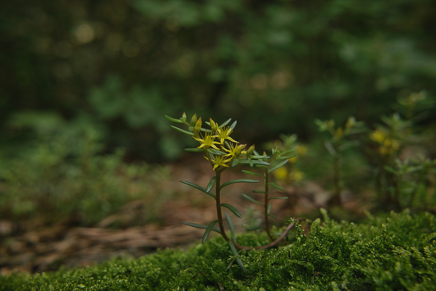 SDIM0002.jpg