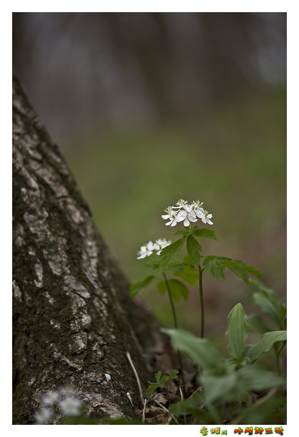 DSC_2935-1.jpg