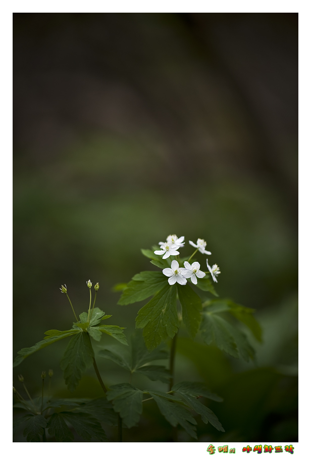 DSC_2923-1.jpg