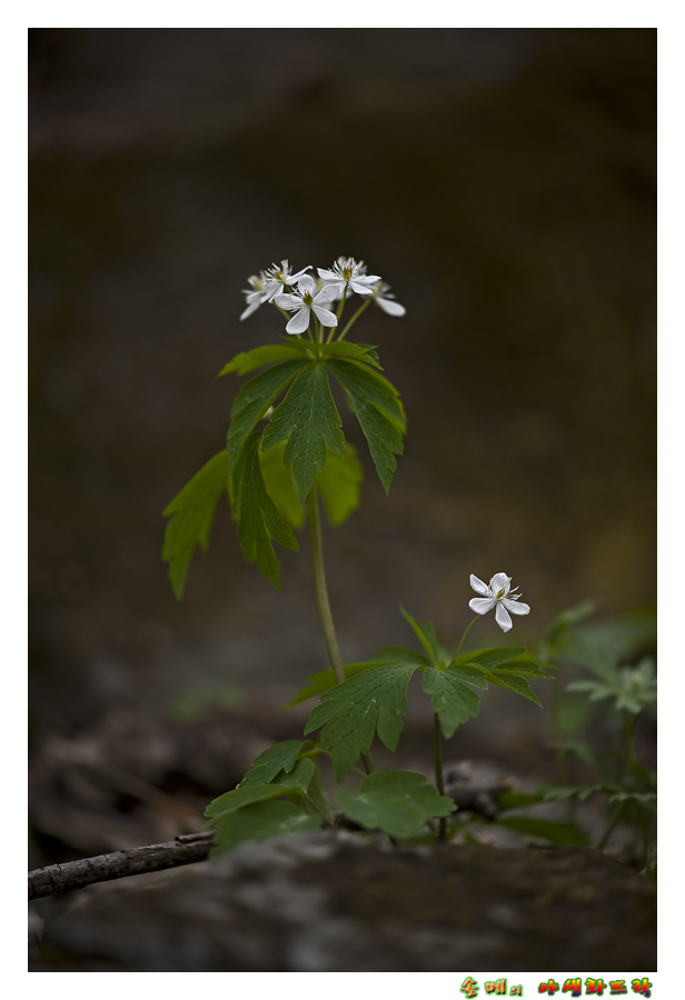 DSC_2892-1.jpg