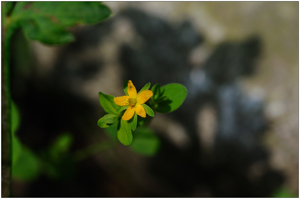 DSC_6555.jpg
