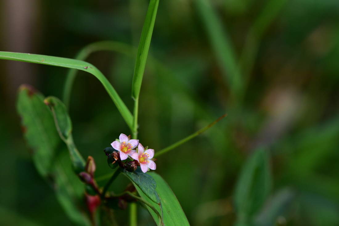 DSC_6241.JPG