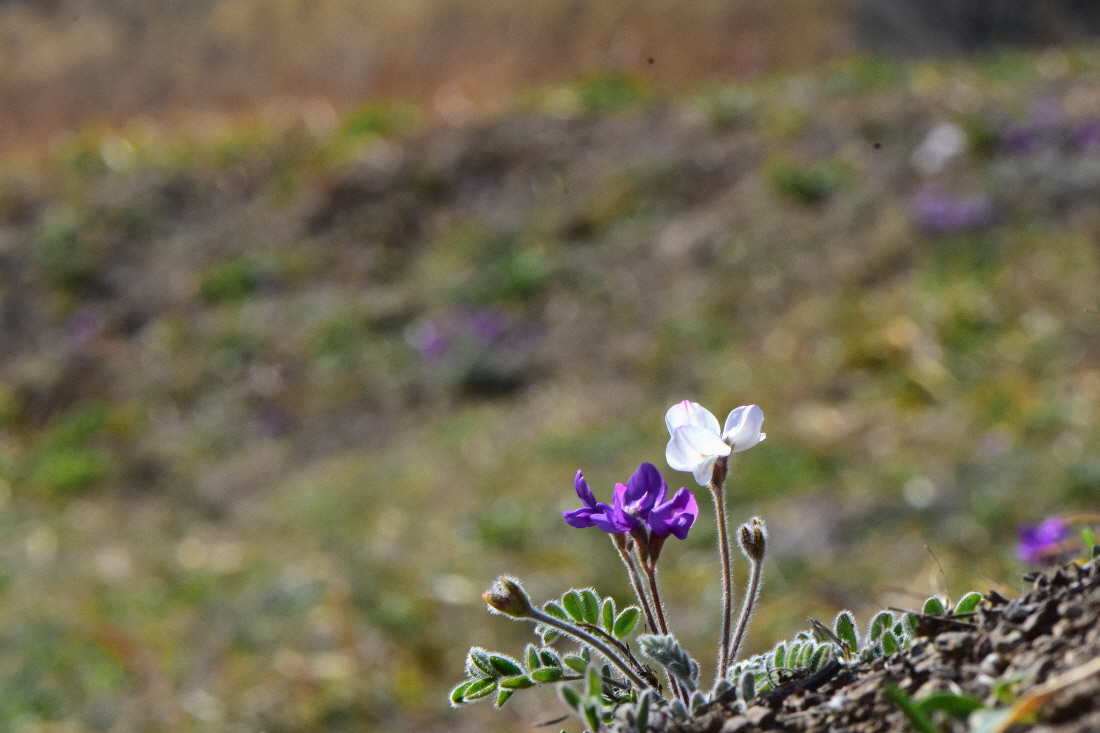 DSC_1130.JPG