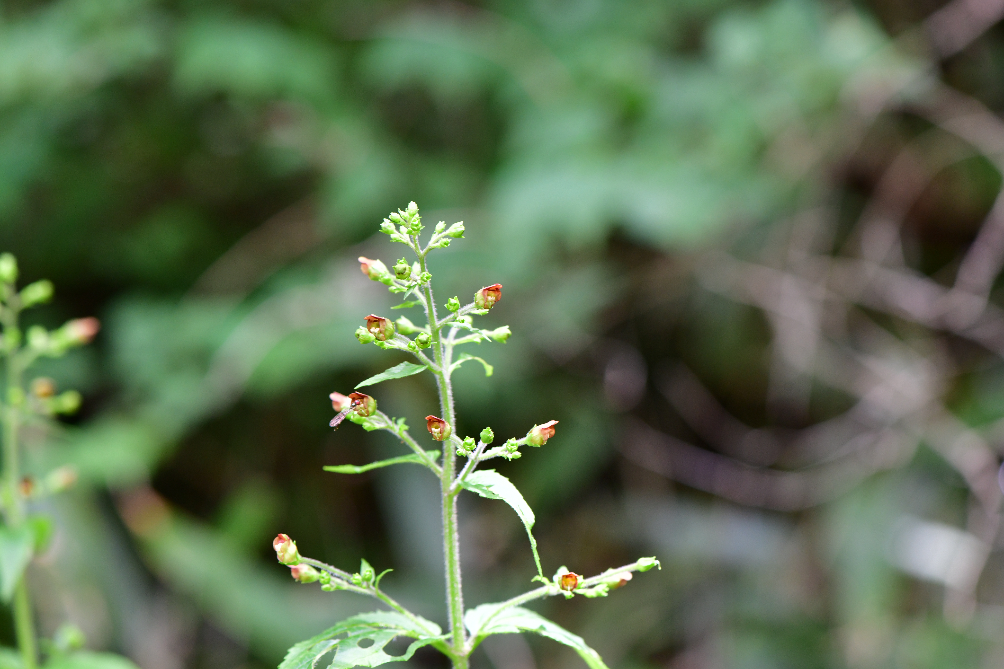 DSC_1091.JPG