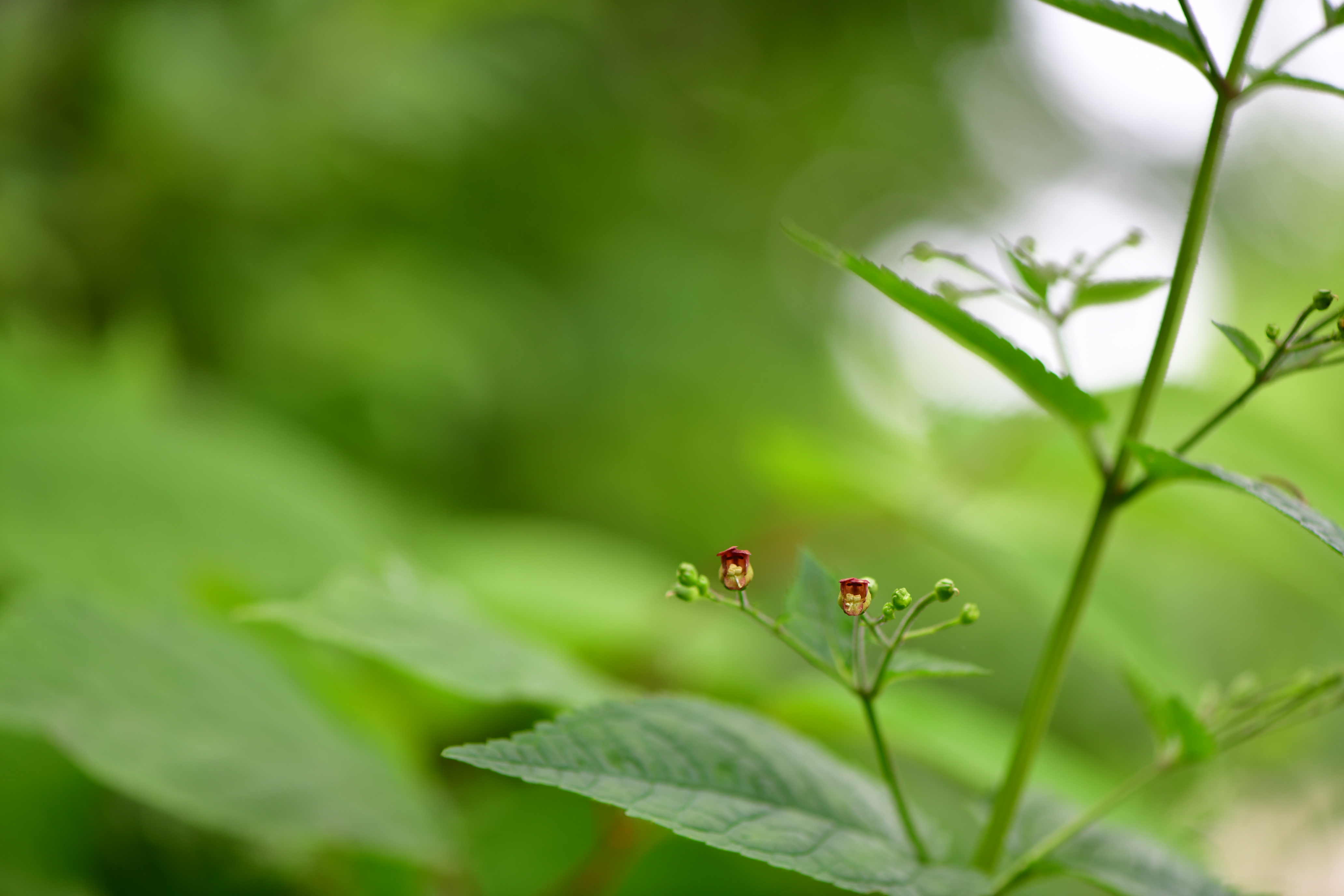 DSC_1051.JPG