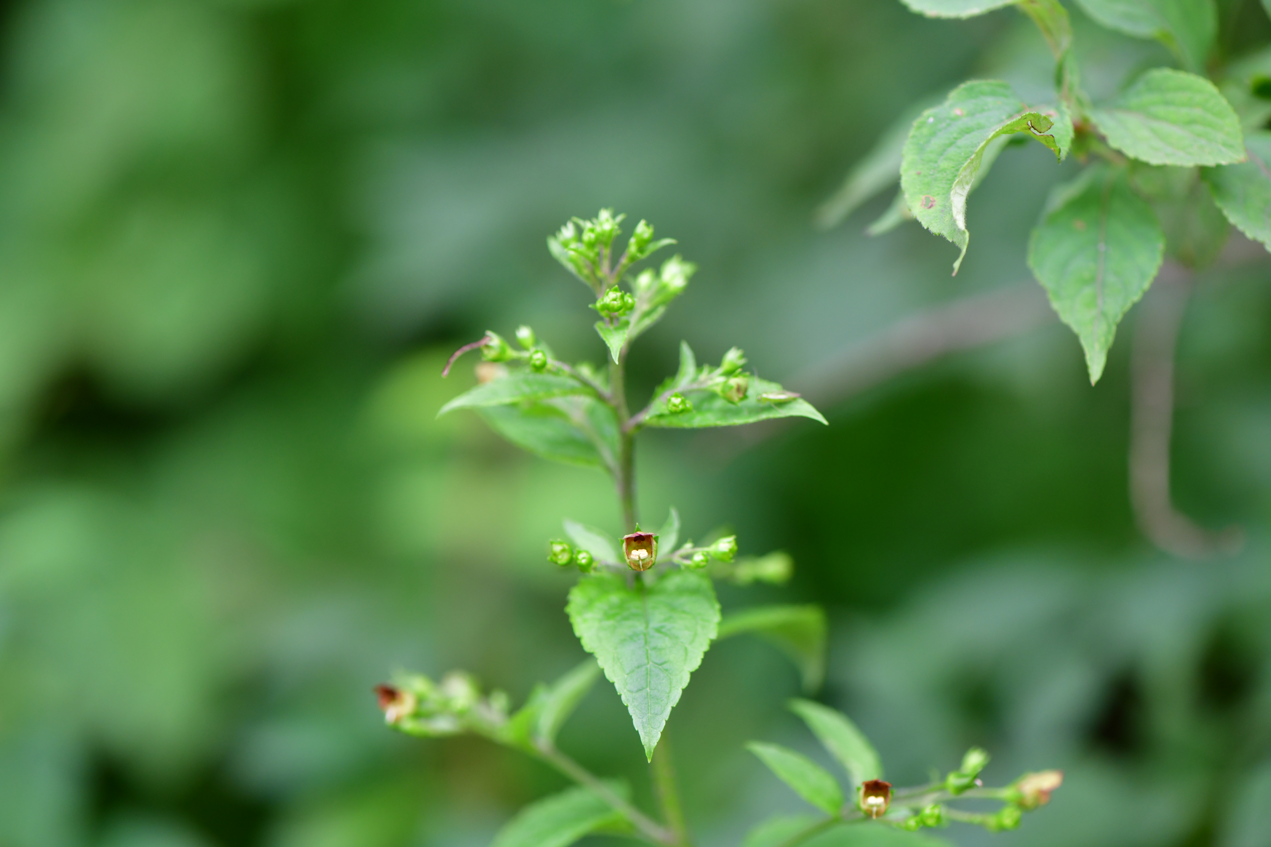 DSC_1055.JPG