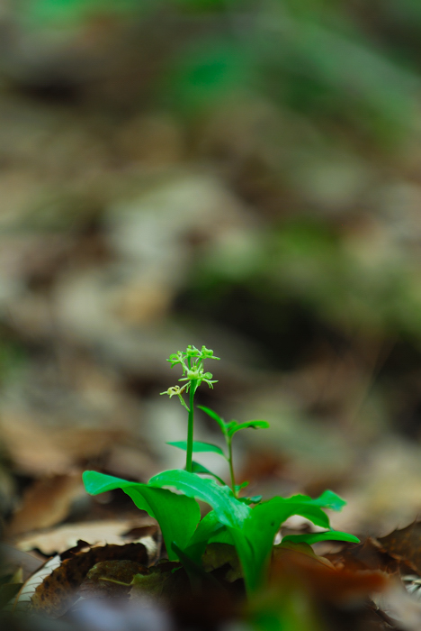 DSC_8723-1.jpg