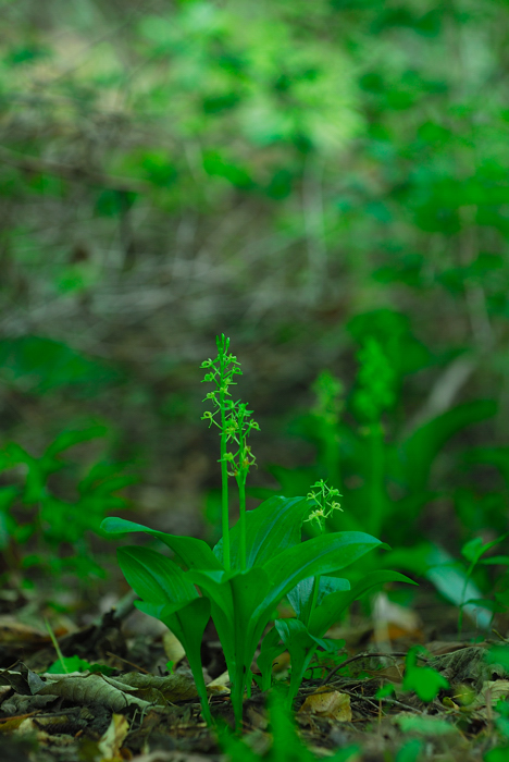 DSC_8748-1.jpg