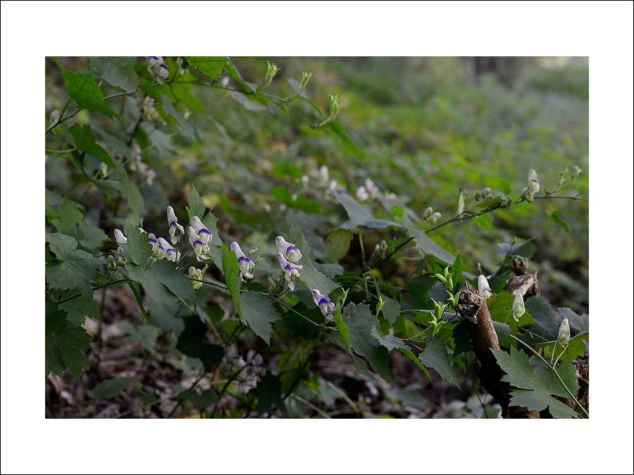 DSC_4594.jpg