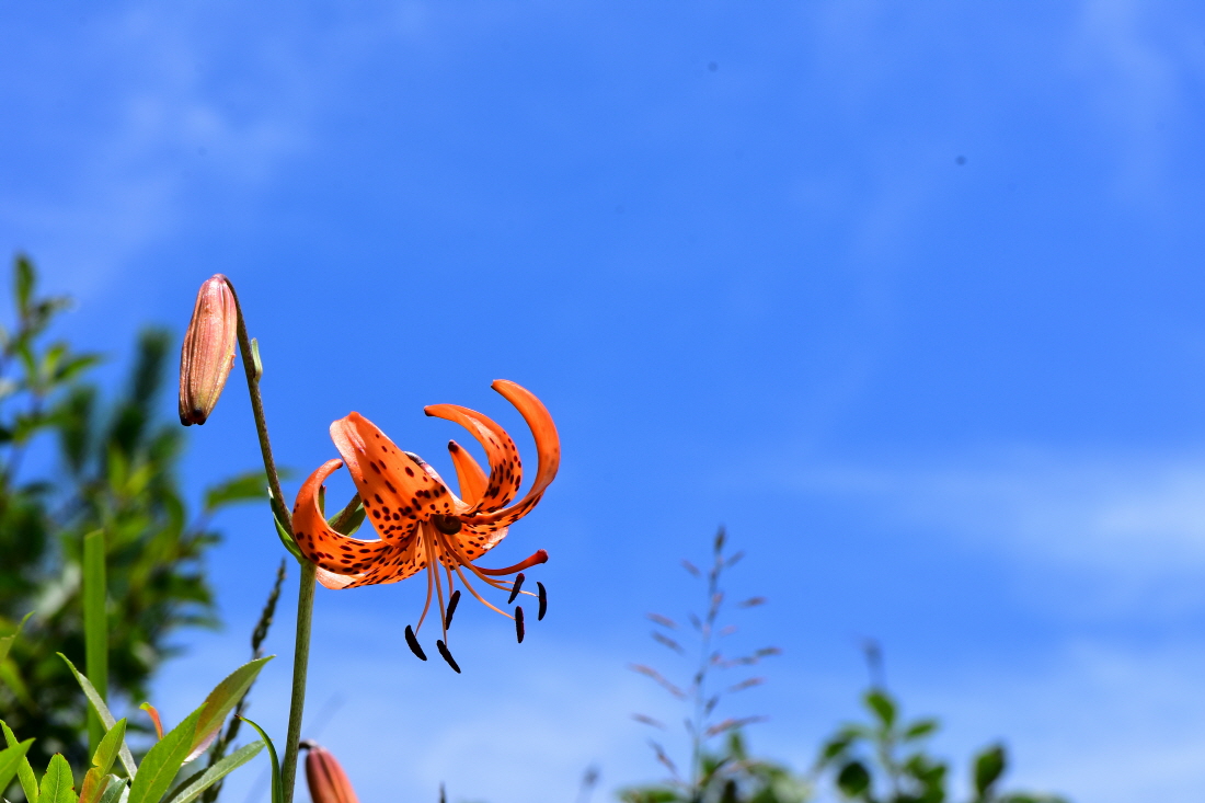 DSC_5954.JPG