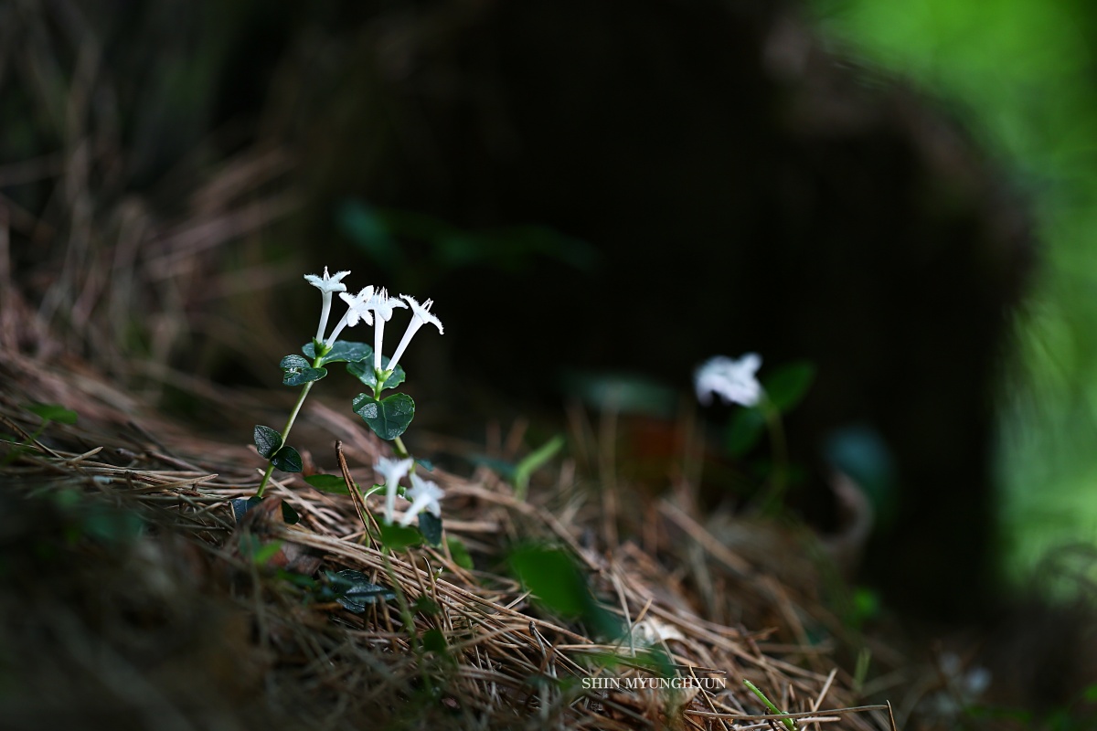 393A9505-3.jpg
