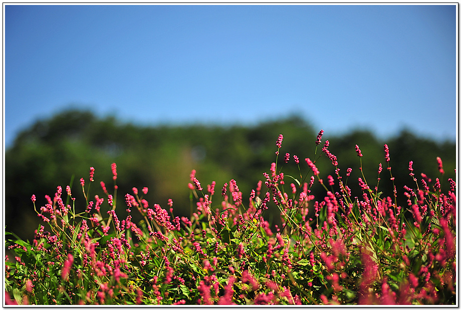 DSC_7712_241.jpg