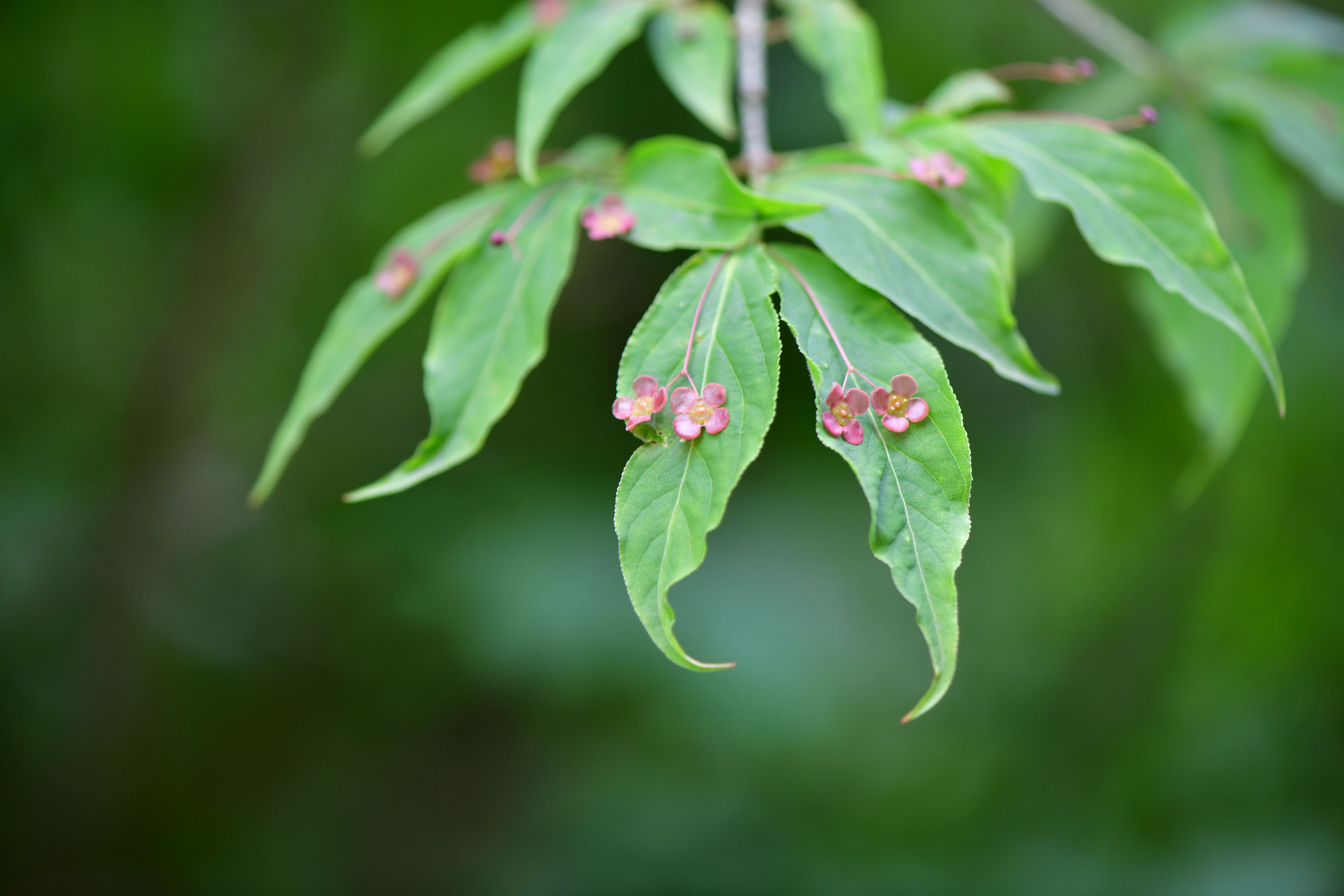 DSC_1109.JPG