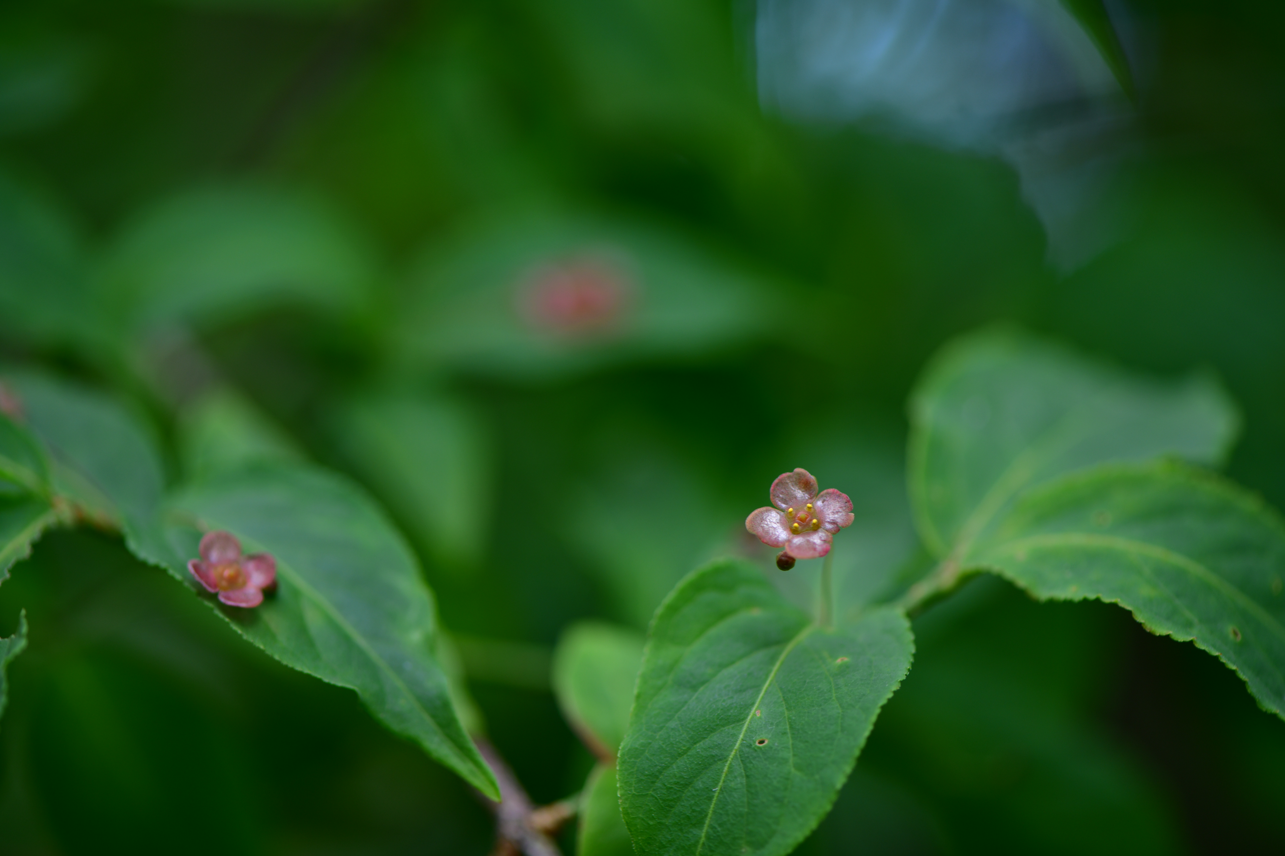 DSC_1126.JPG