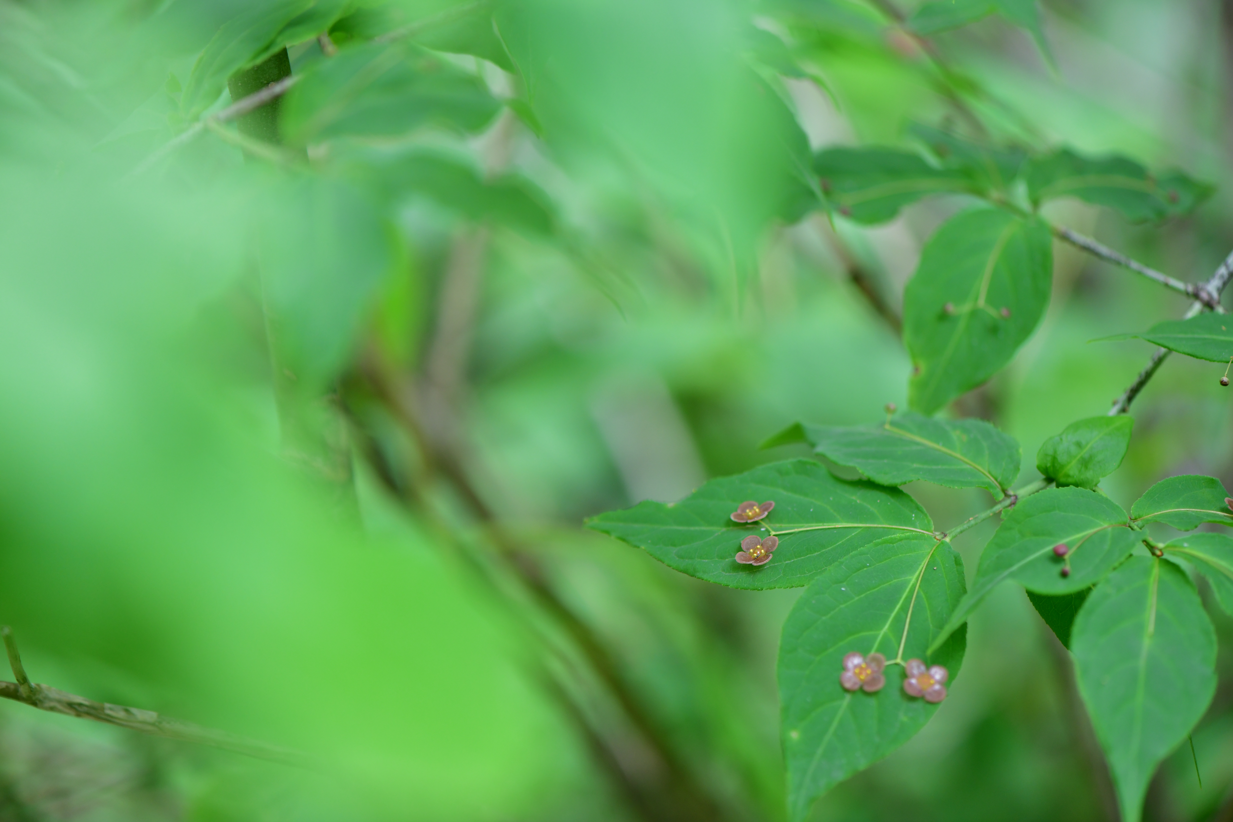 DSC_1095.JPG