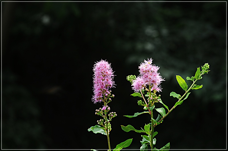 DSC_5038.JPG