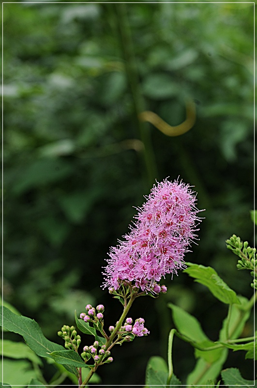 DSC_5017.JPG