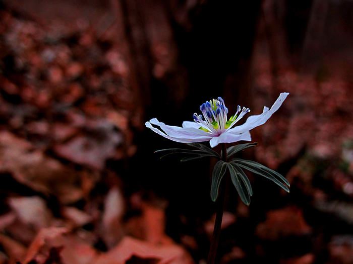 변산바람꽃1.jpg