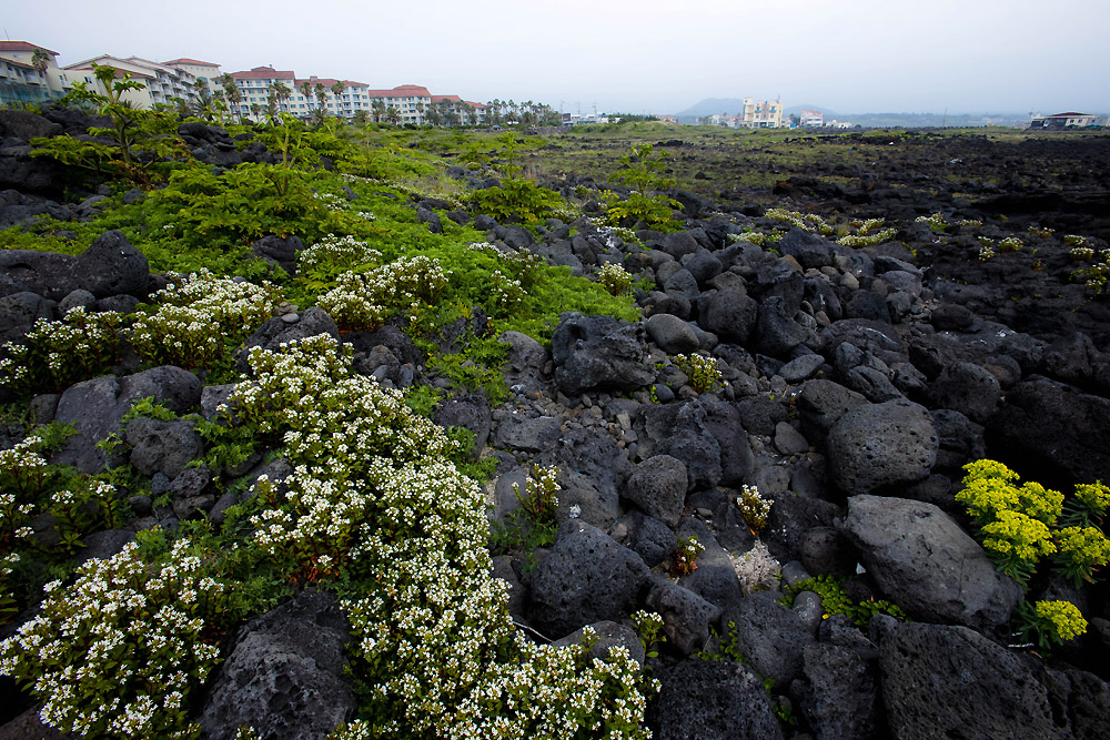 20140511_0031a-1.jpg