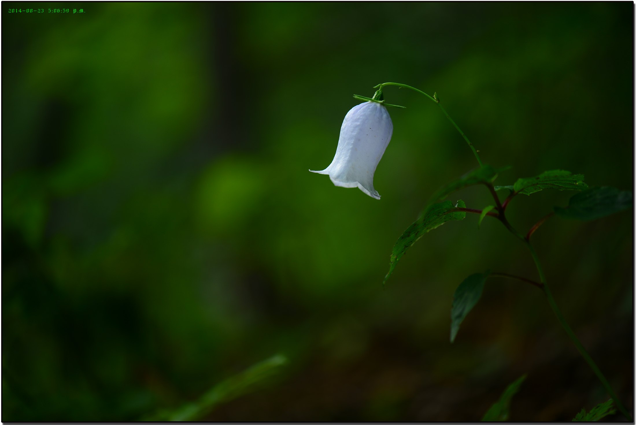DSC_0081.jpg