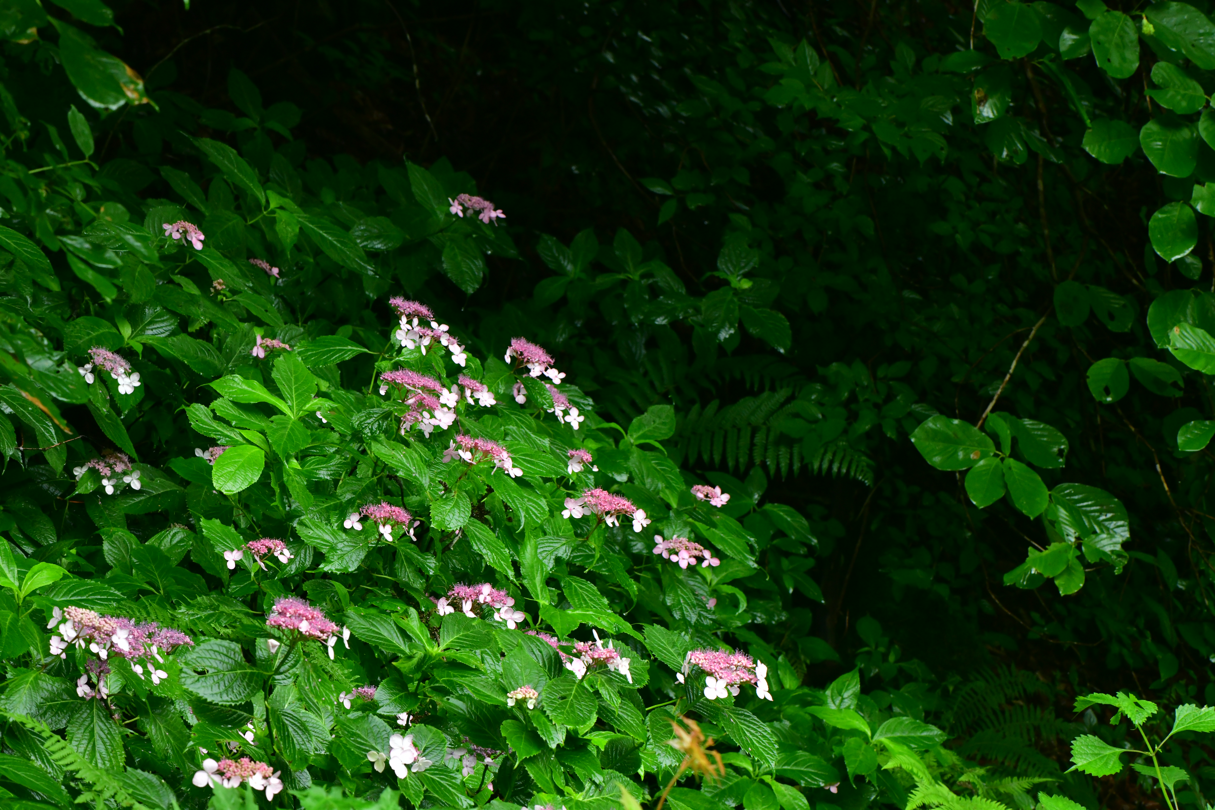 DSC_1835.JPG