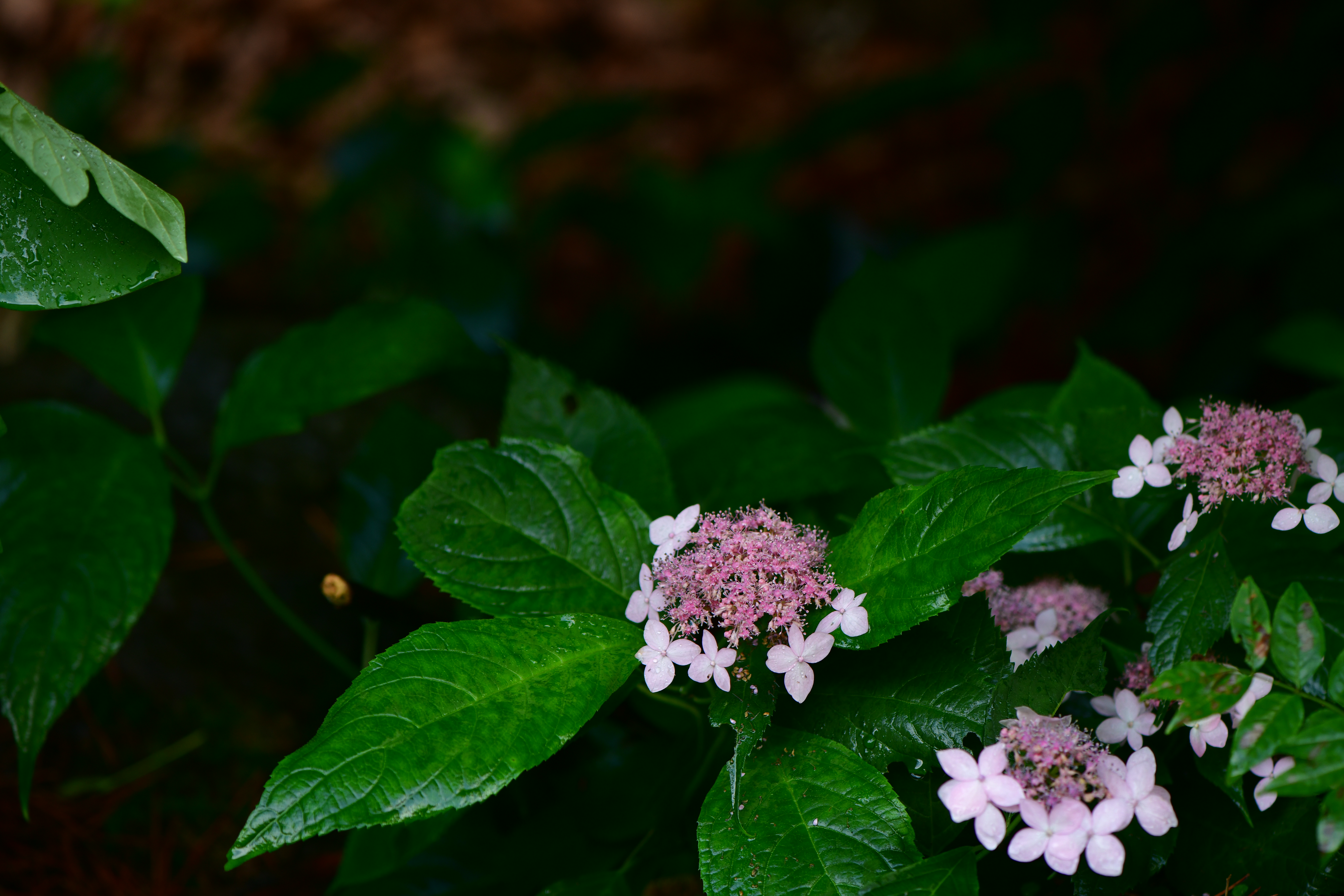 DSC_1821.JPG