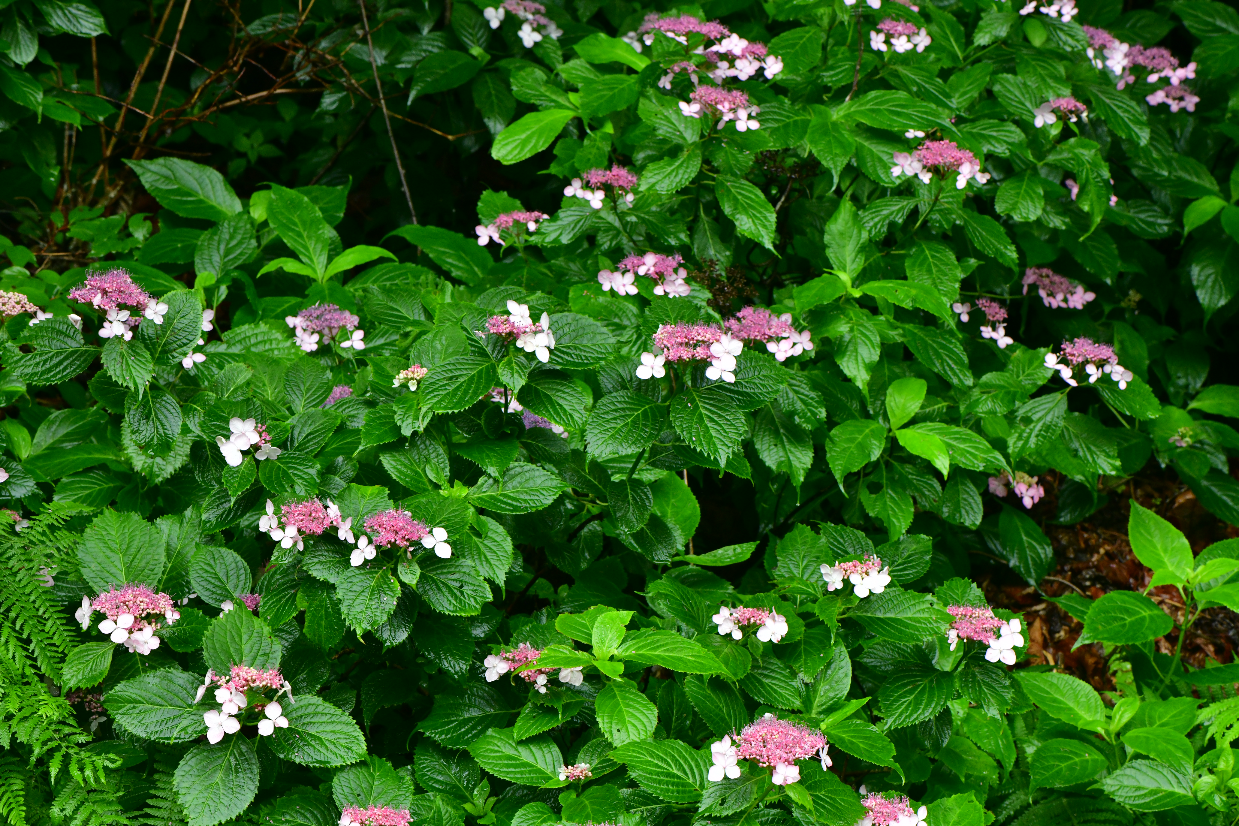 DSC_1836.JPG