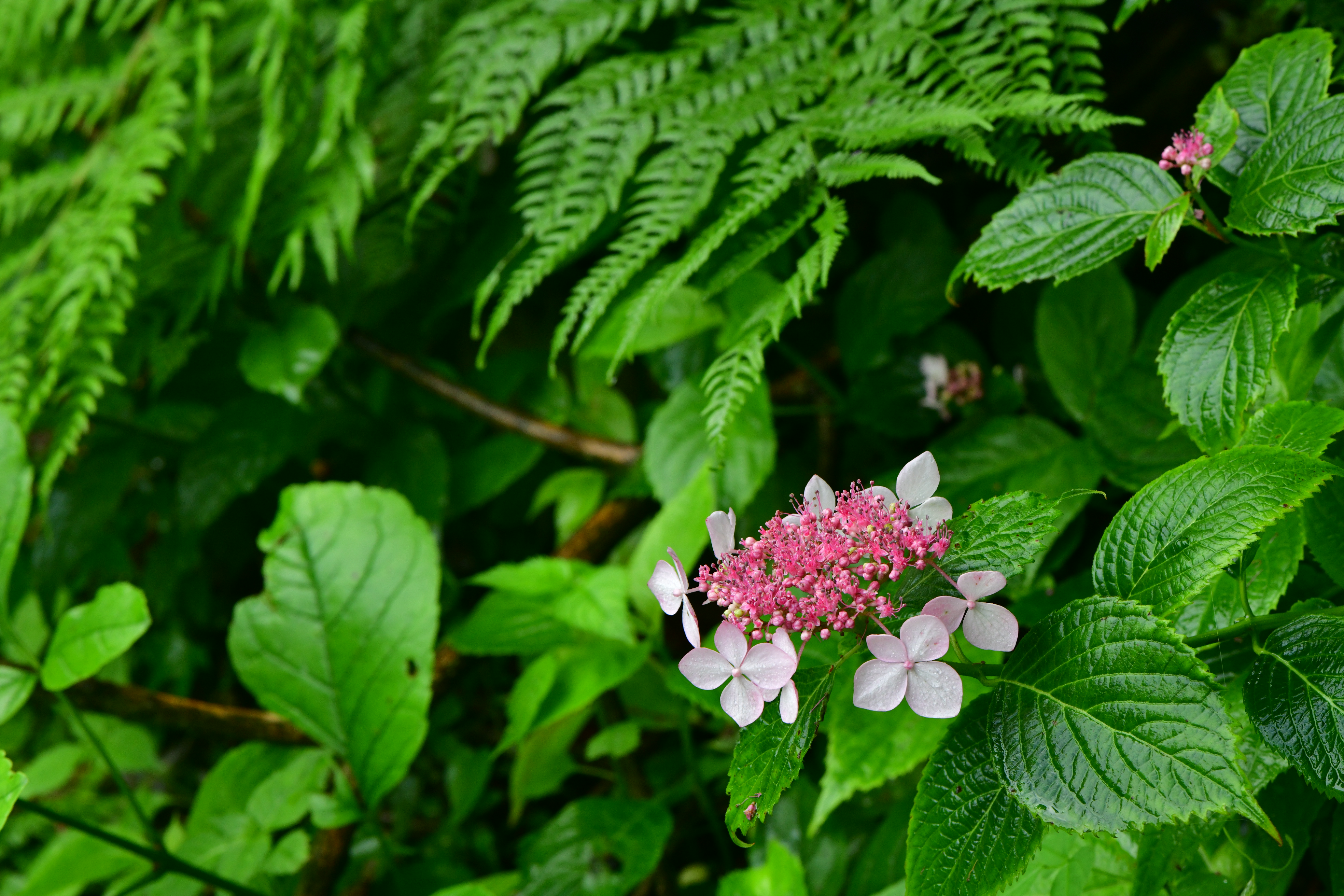 DSC_1840.JPG