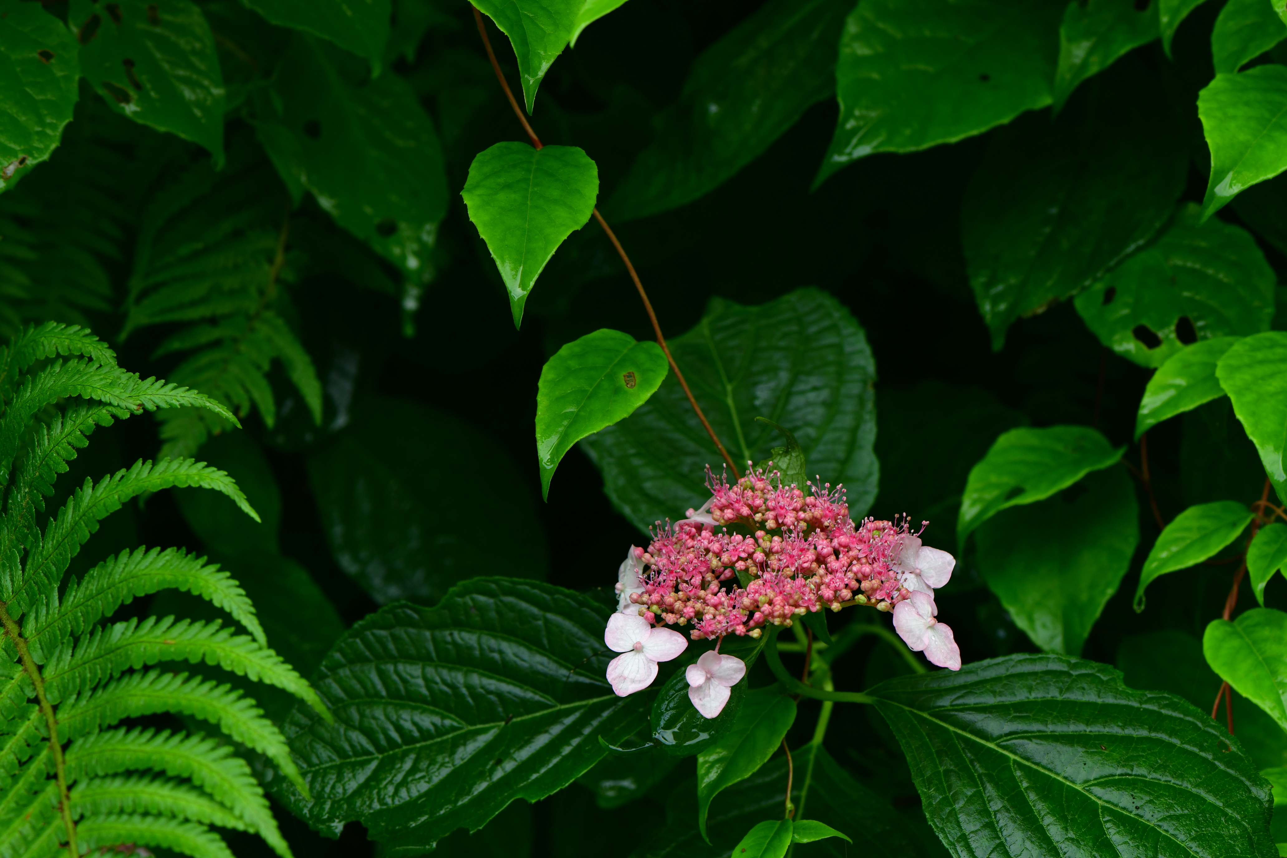 DSC_1831.JPG