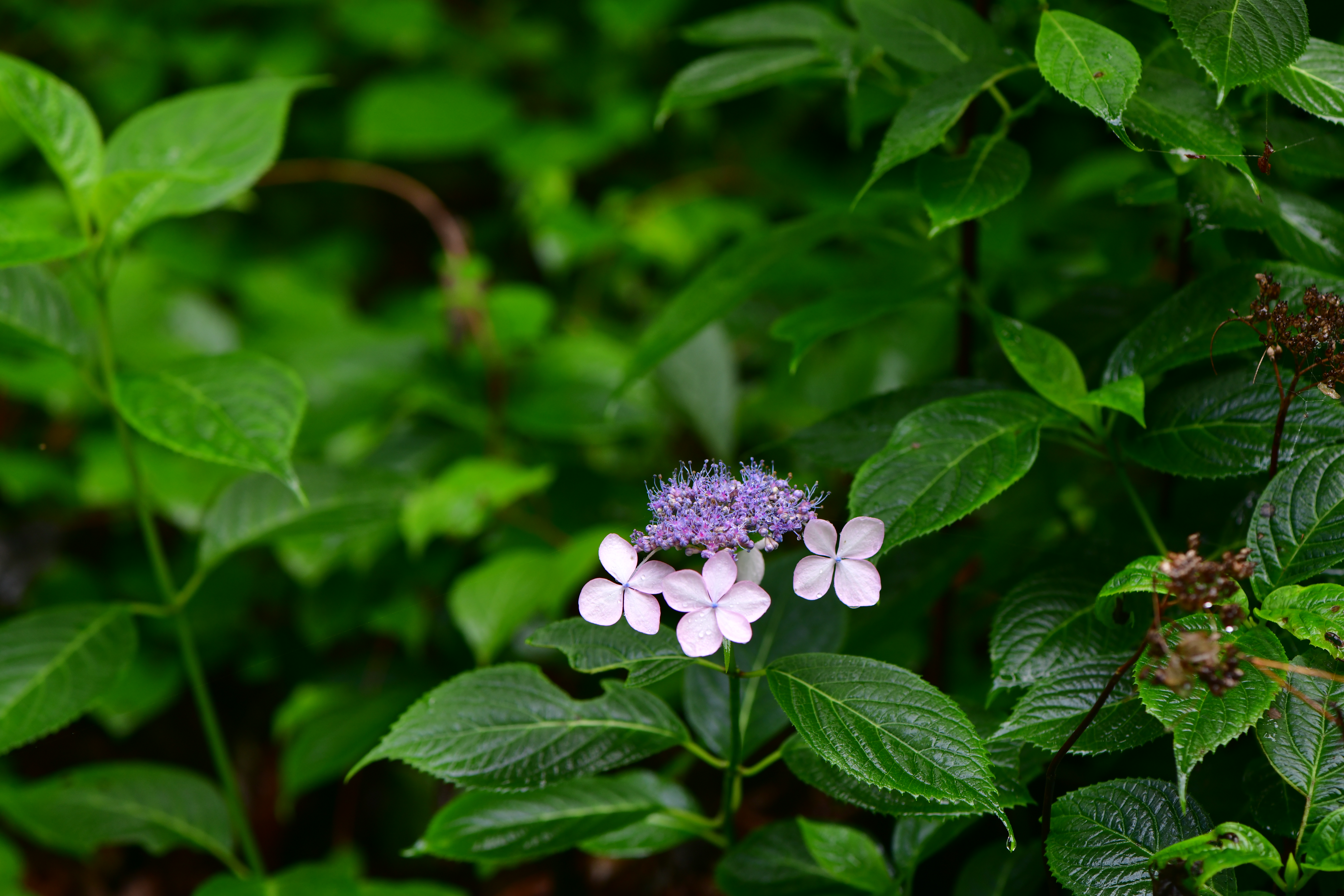 DSC_1825.JPG
