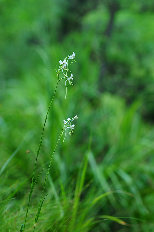 DSC_6102.jpg