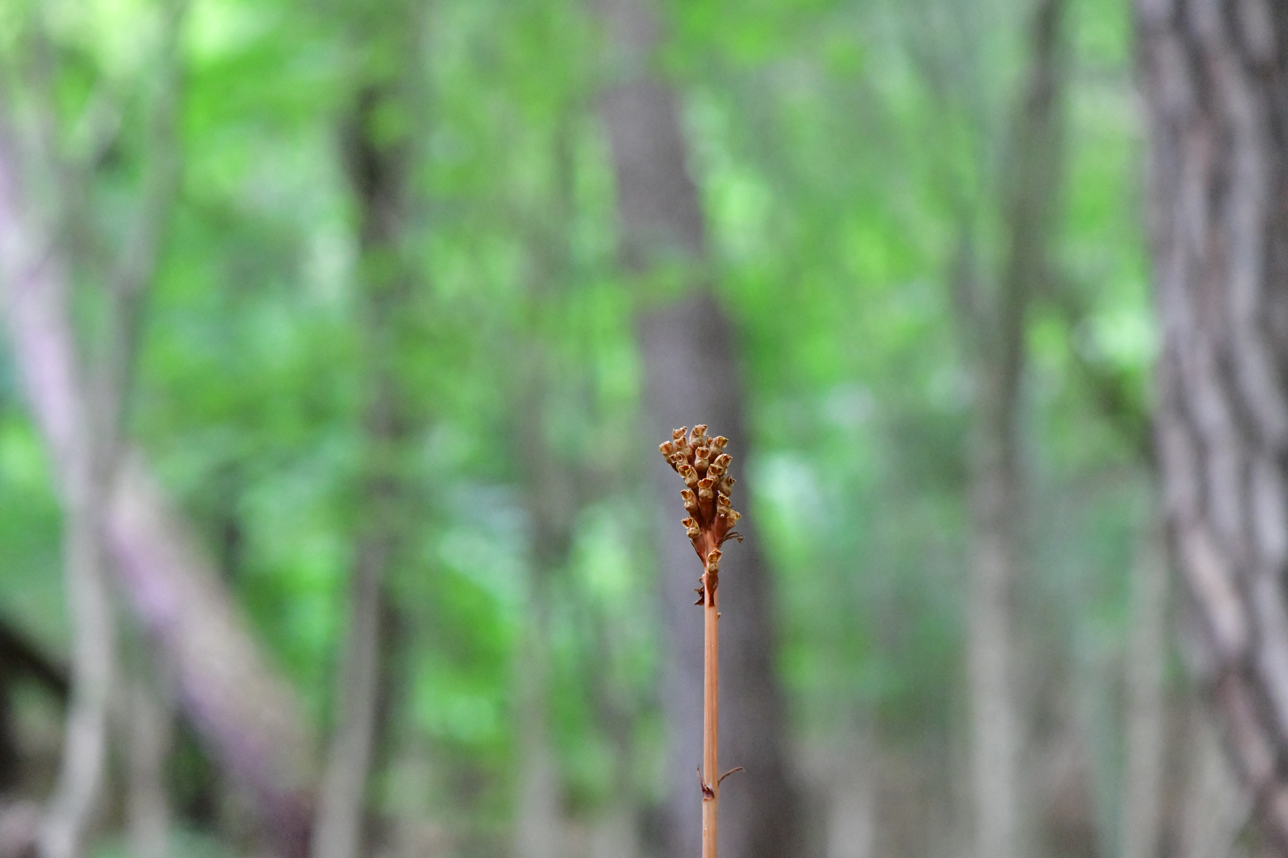 DSC_8698.JPG