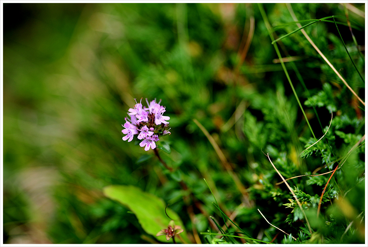DSC_0960.jpg