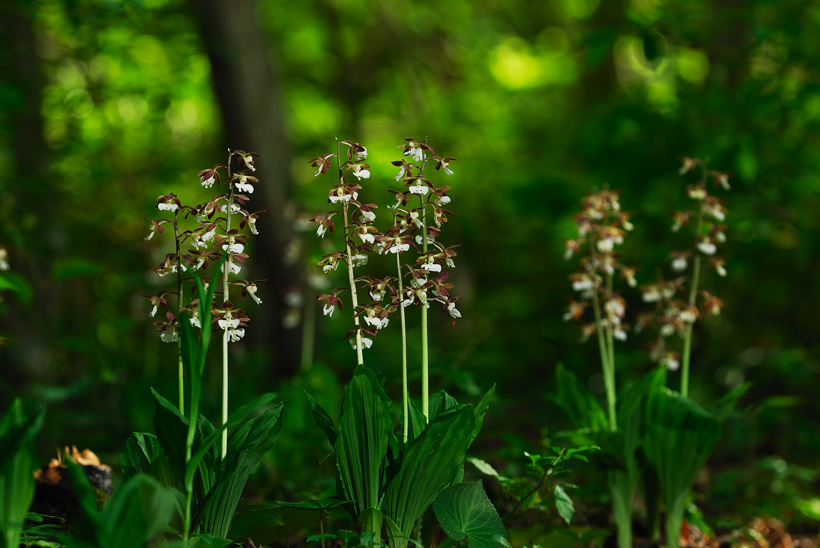 DSC_7951-1.jpg