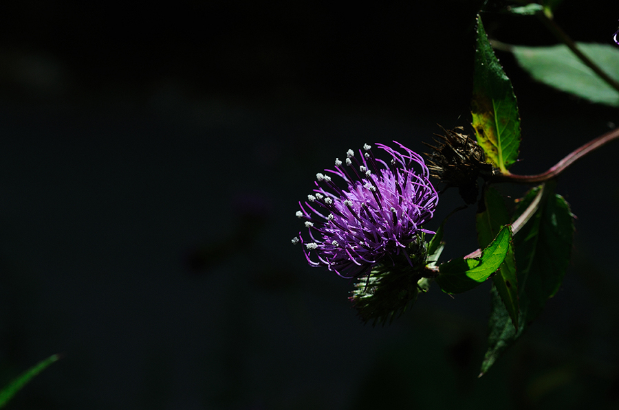 DSC_1735.jpg