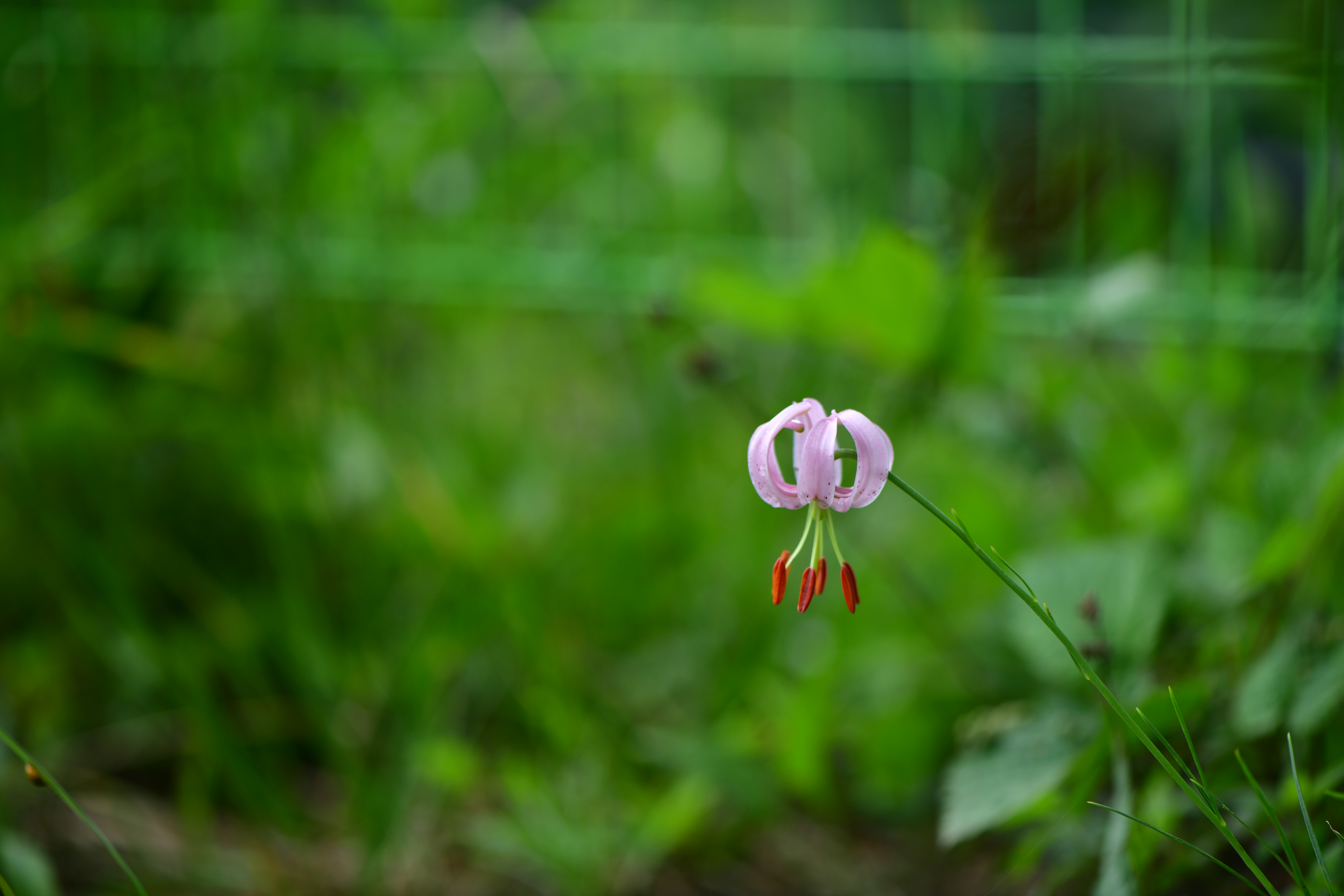 DSC_1999.JPG