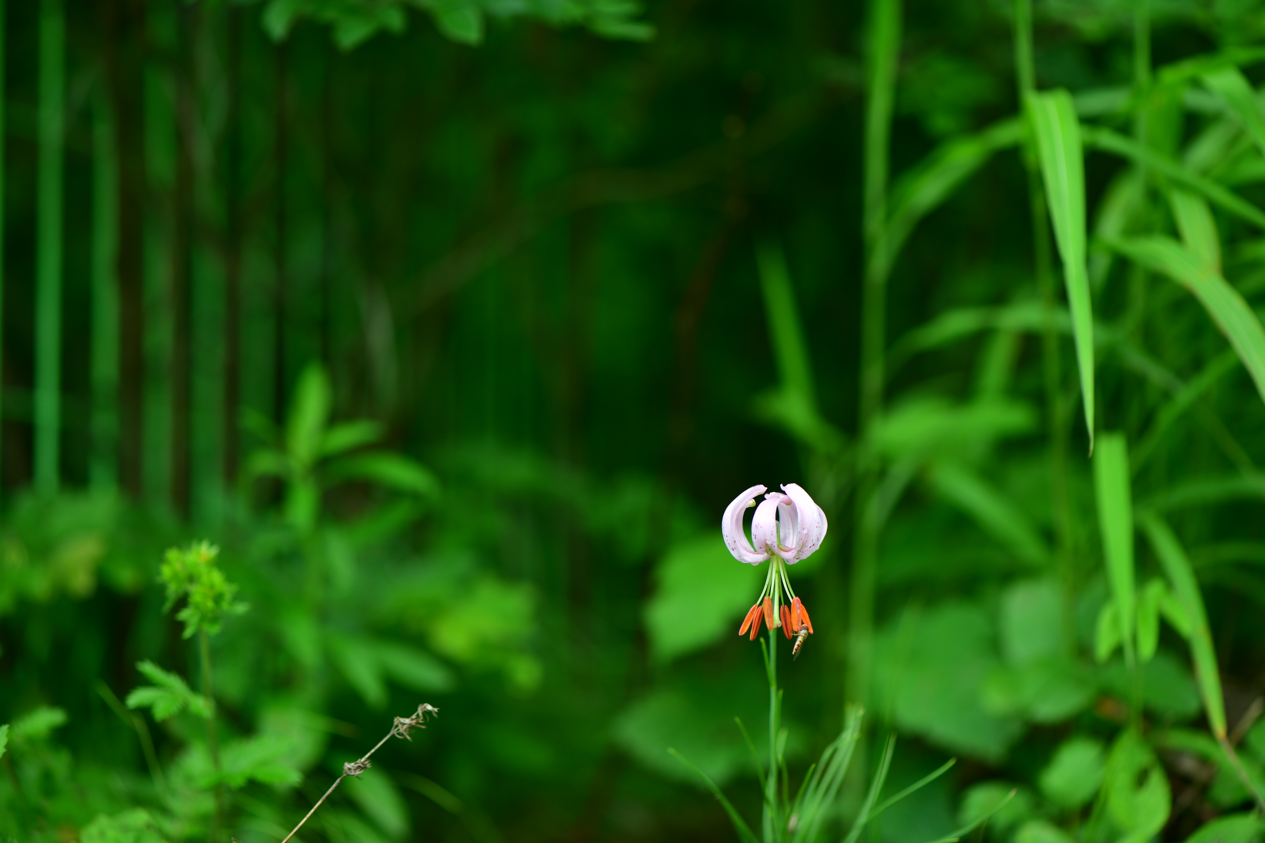 DSC_1991.JPG