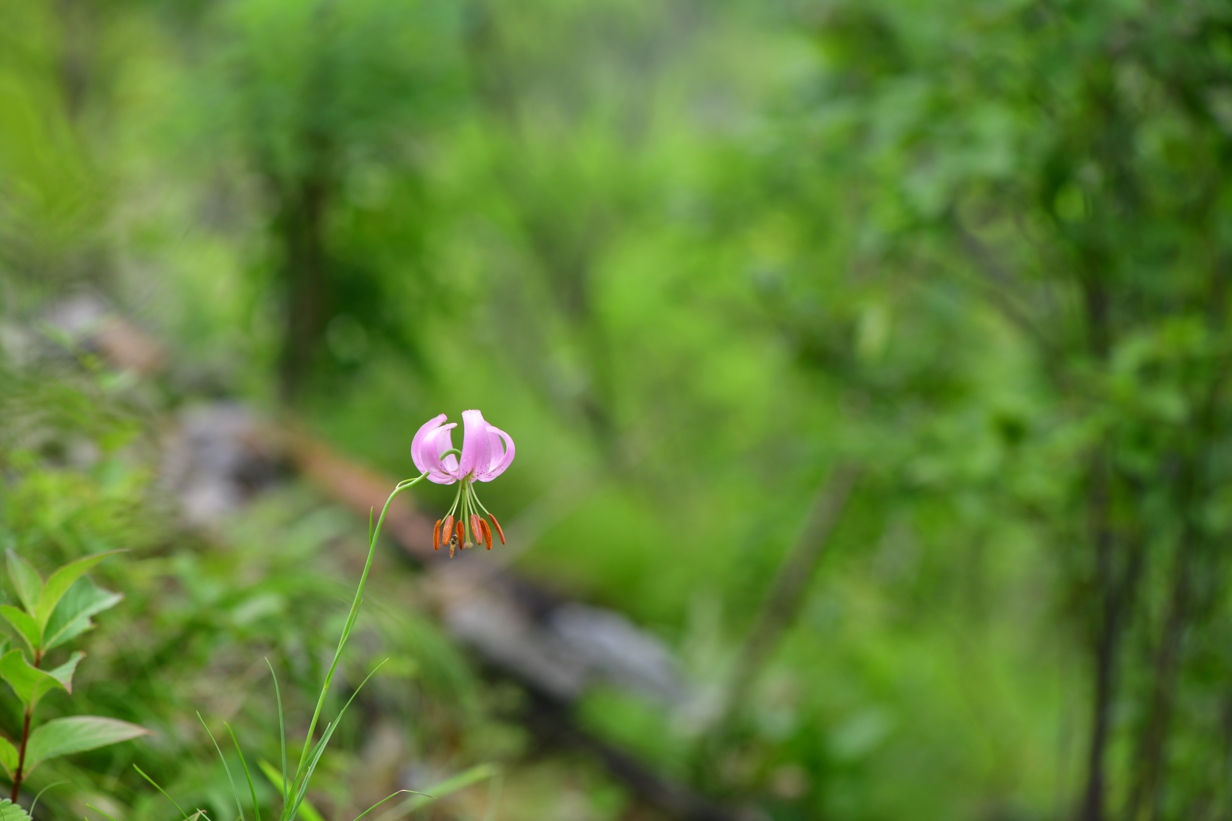 DSC_2021.JPG