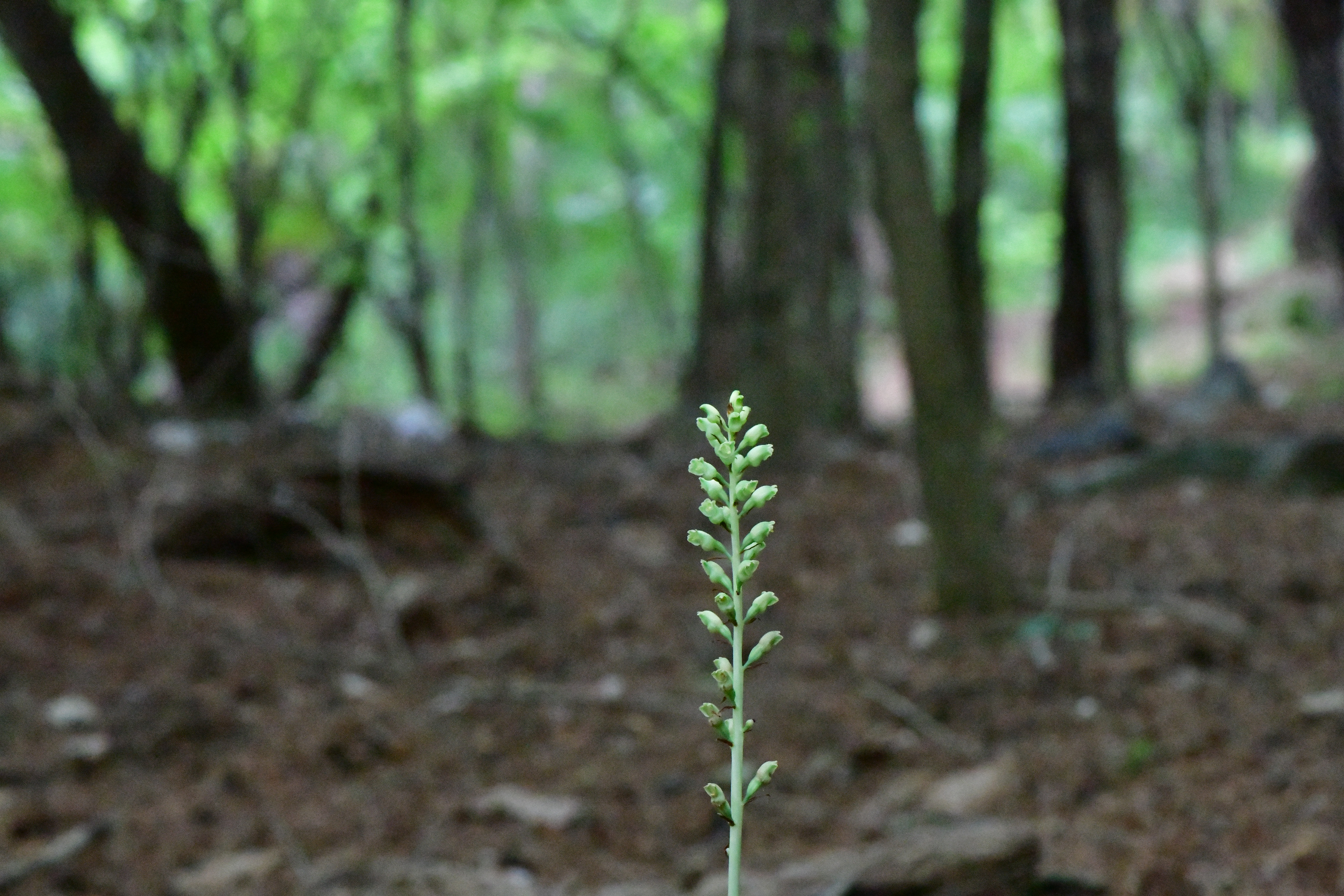DSC_8580.JPG