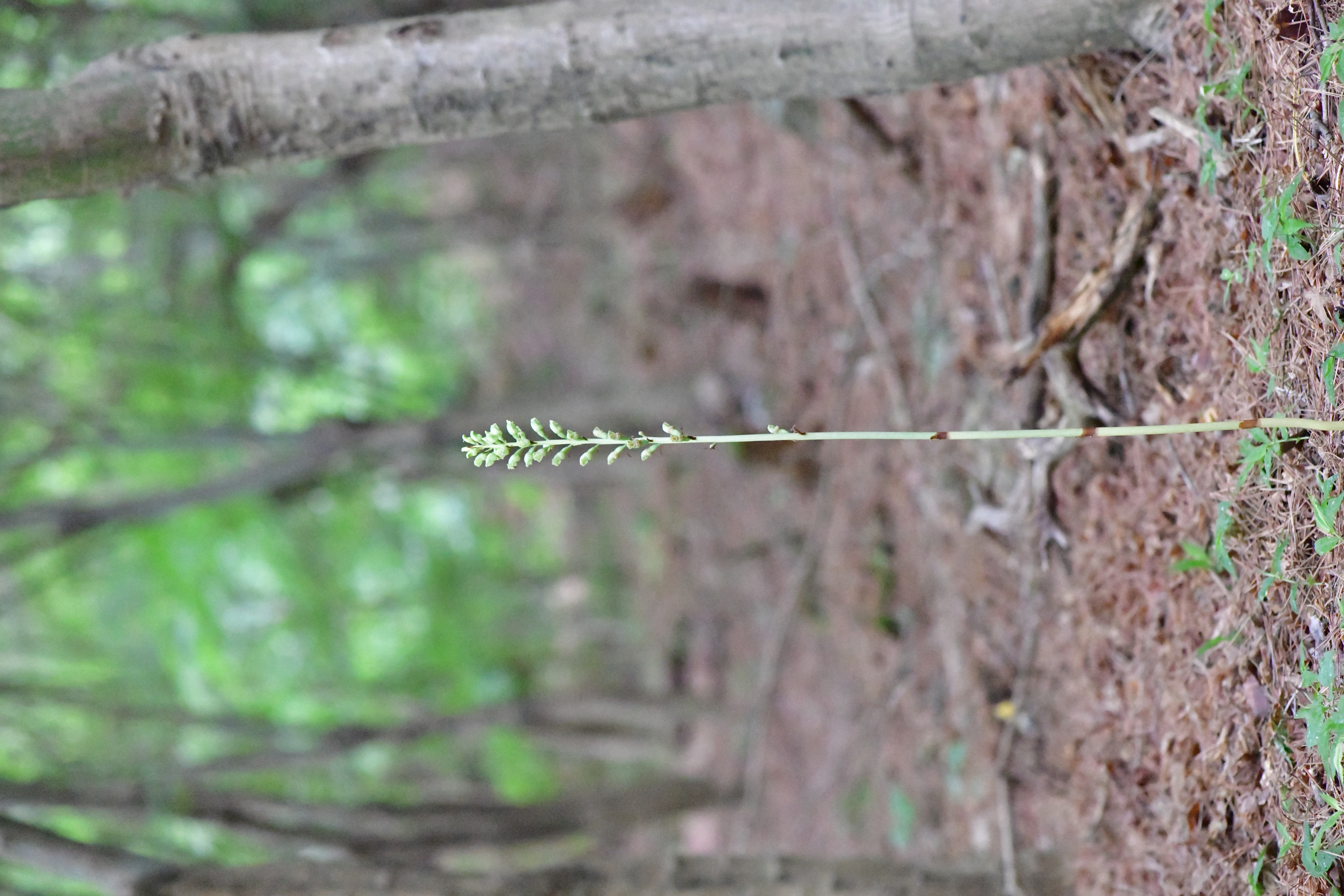 DSC_8595.JPG