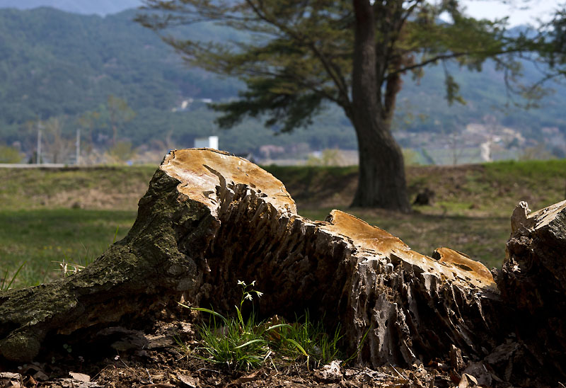 20130428_0386a-1.jpg