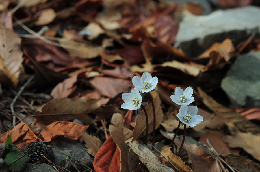 DSC_2697.jpg