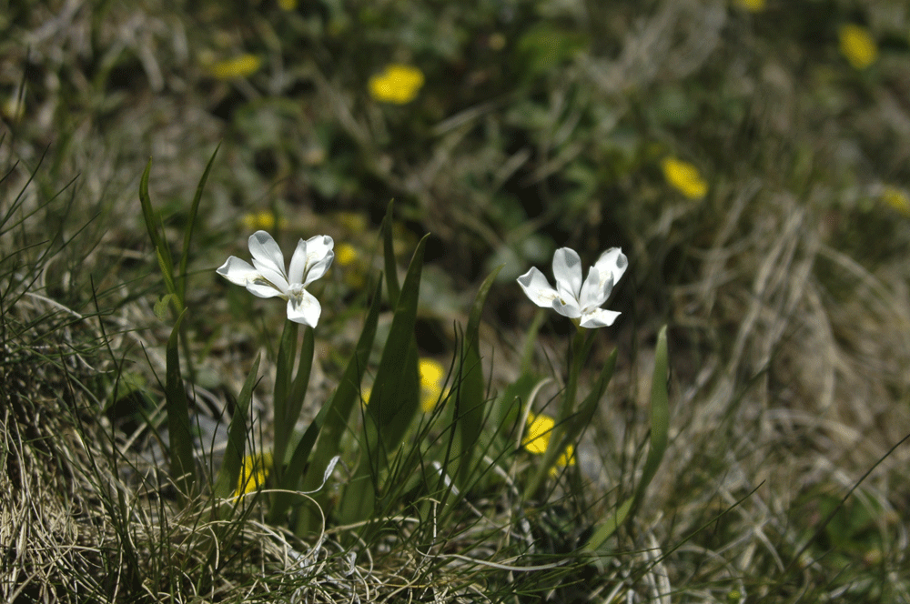 흰노랑무늬붓꽃.gif