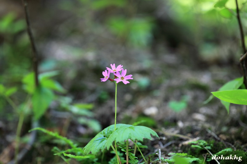 DPP_000106.jpg