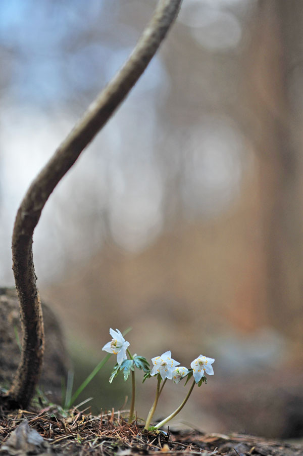 20120317_0047-1.jpg
