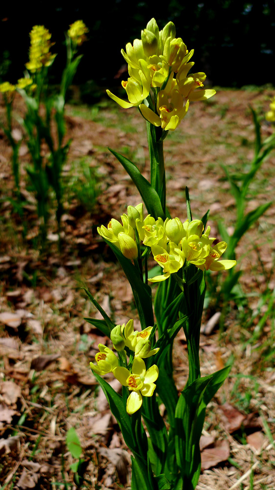 L1090374.jpg