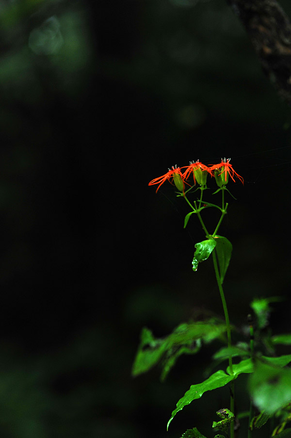 110818_0078-1.jpg