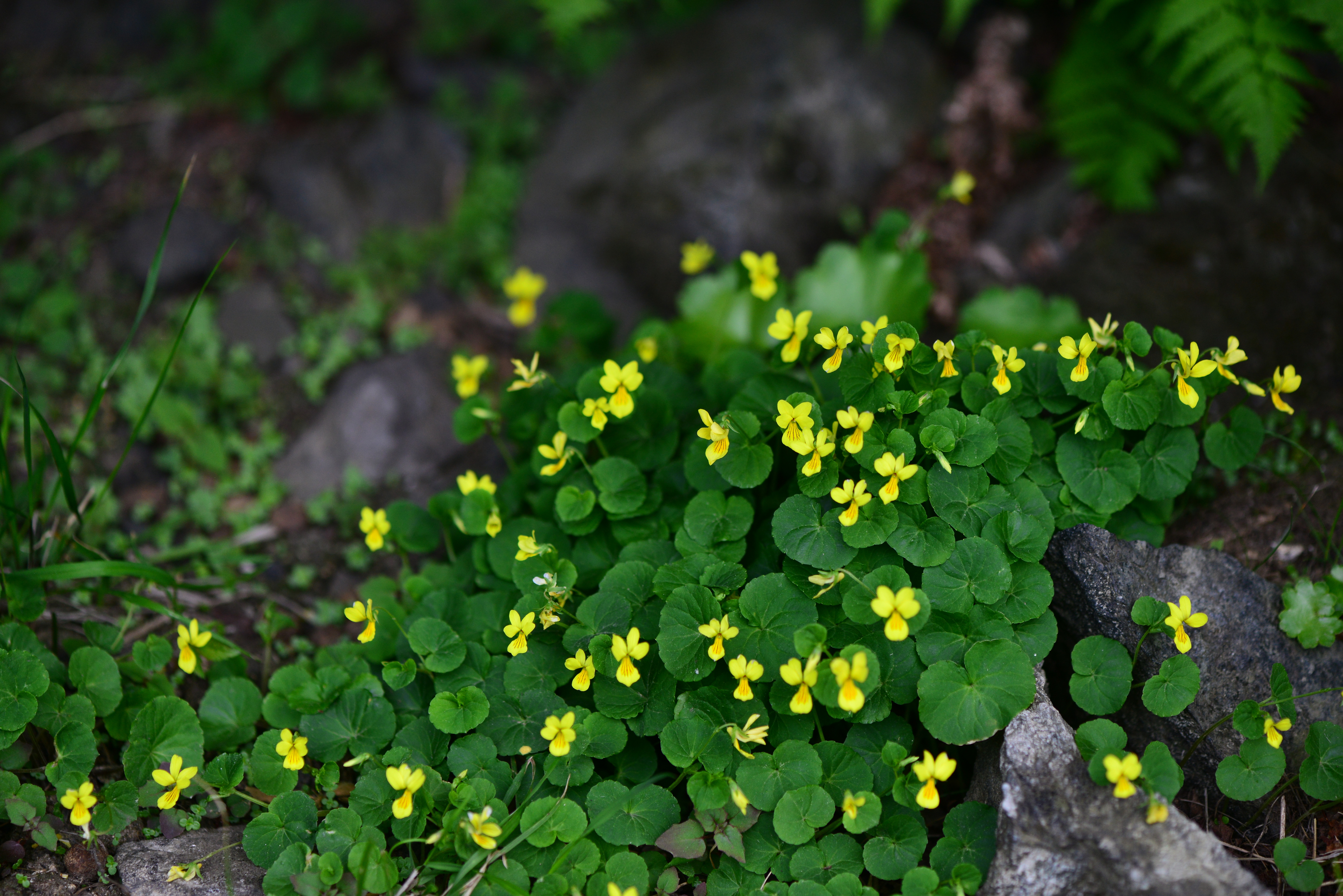 DSC_0627.JPG