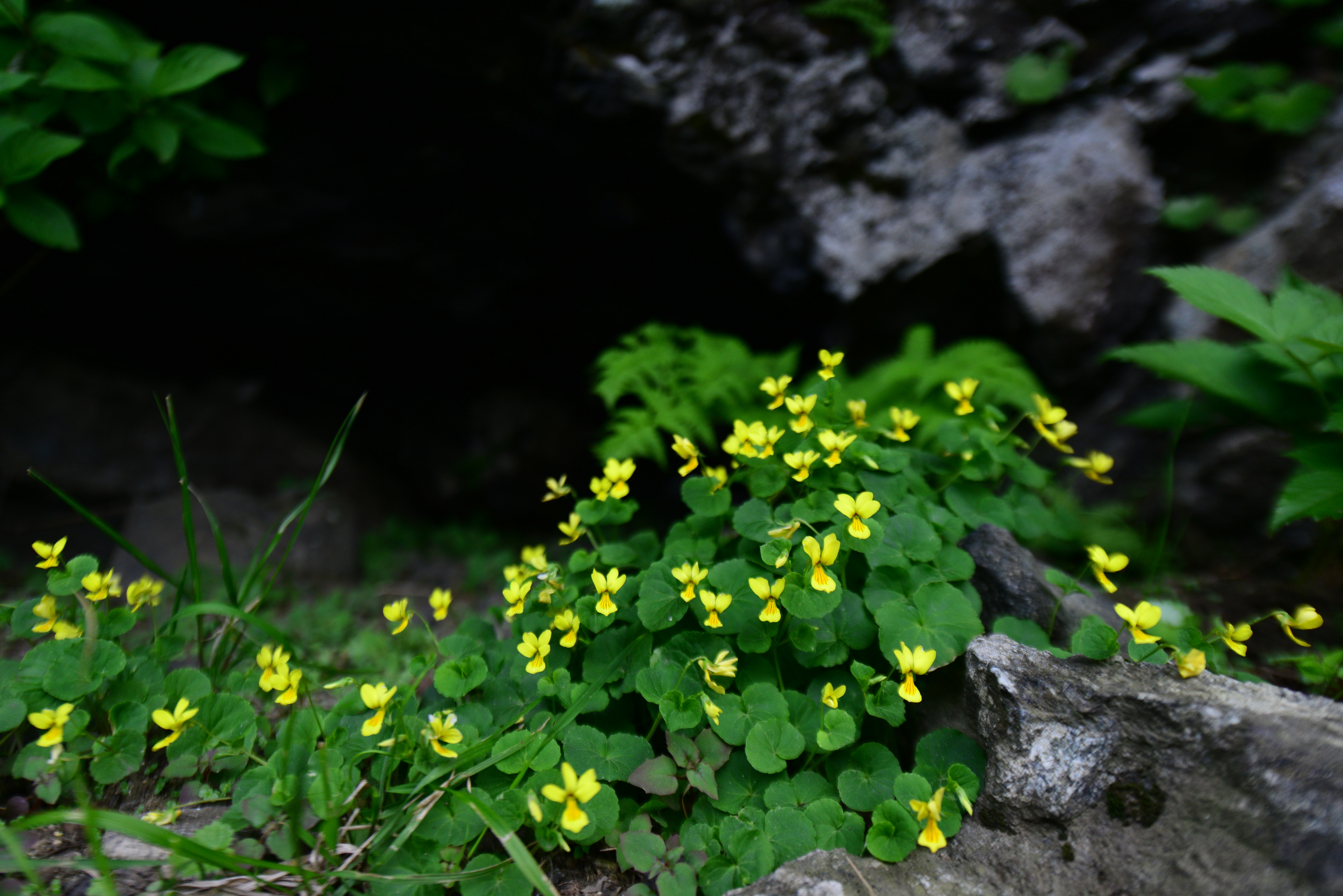 DSC_0621.JPG