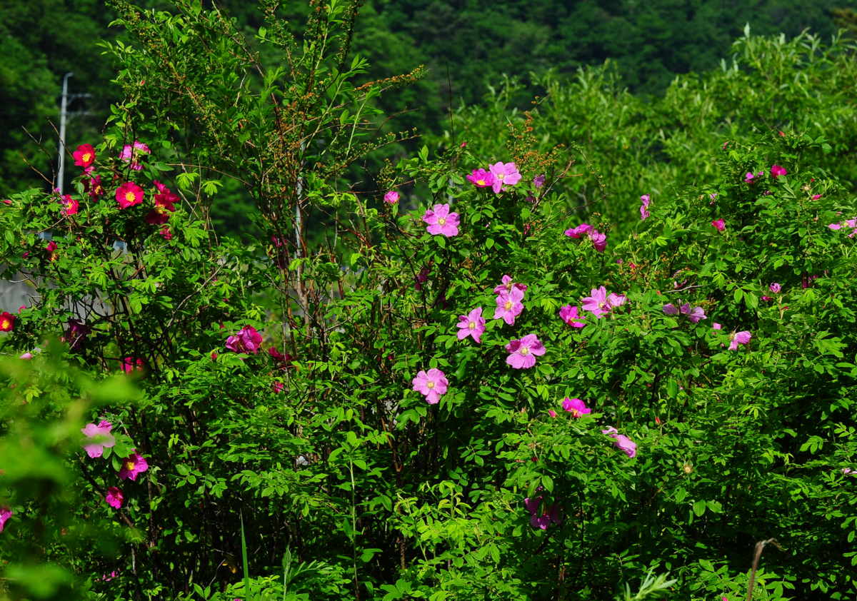 DSC_3406.JPG